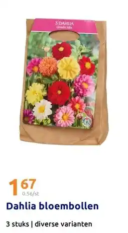 Action Dahlia bloembollen aanbieding