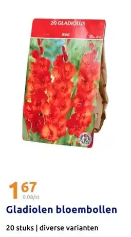 Action Gladiolen bloembollen aanbieding