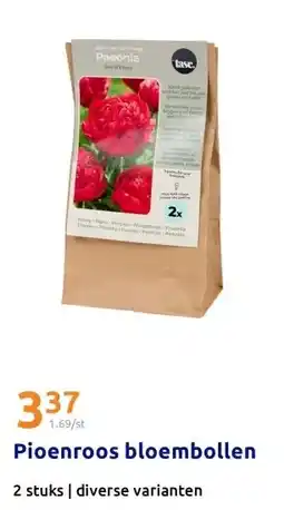 Action Pioenroos bloembollen aanbieding
