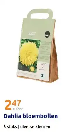Action Dahlia bloembollen aanbieding