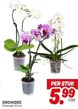 Dekamarkt ORCHIDEE aanbieding