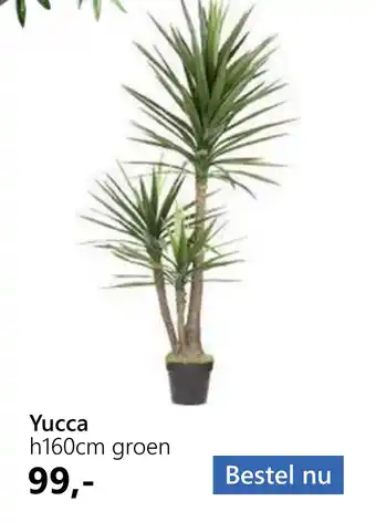 Tuincentrum Outlet Yucca h160cm groen aanbieding