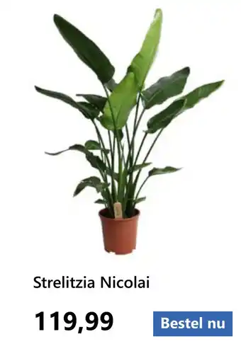 Tuincentrum Outlet Strelitzia Nicolai aanbieding