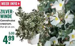 GroenRijk Convolvulus cneorum aanbieding