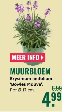 GroenRijk Erysimum linifolium bowles mauve aanbieding