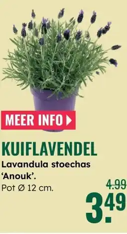GroenRijk Lavandula stoechas Anouk aanbieding