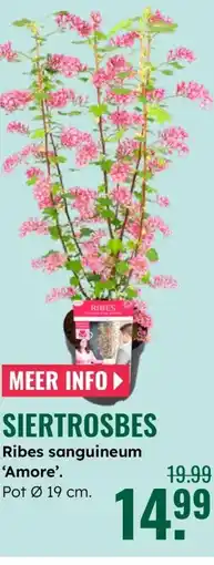 GroenRijk Ribes sanguineum Amore aanbieding