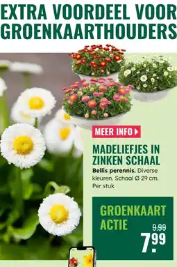 GroenRijk Bellis perennis aanbieding