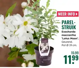 GroenRijk Exochorda macrantha Lotus Moon aanbieding