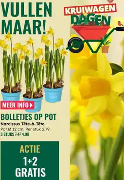 GroenRijk Narcissus Tête à tête aanbieding