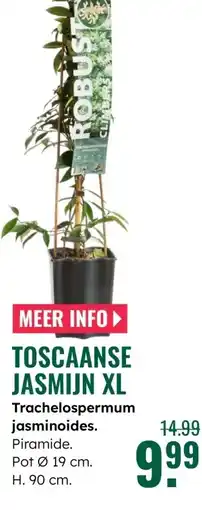 GroenRijk Trachelospermum Jasminoides aanbieding