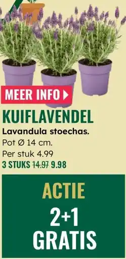GroenRijk Lavandula stoechas aanbieding