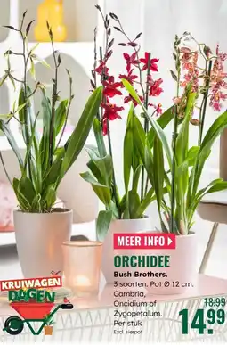 GroenRijk Orchidee bush brothers aanbieding