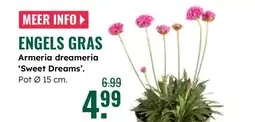 GroenRijk Armeria dreameria Sweet Dreams aanbieding