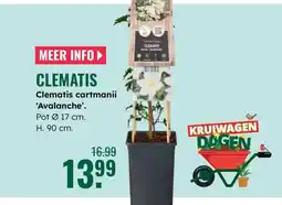 GroenRijk Clematis cartmanii Avalanche aanbieding