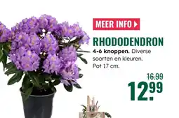 GroenRijk Rhododendron aanbieding