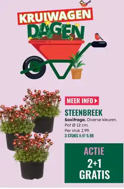 GroenRijk Saxifraga aanbieding