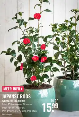 GroenRijk Camelia japonica aanbieding