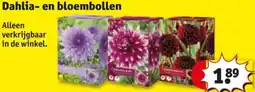Kruidvat Dahlia en bloembollen aanbieding