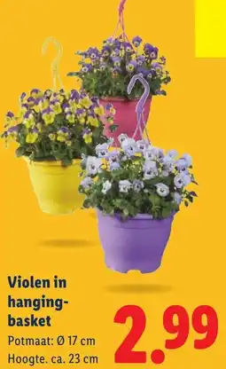 Lidl Violen in hanging basket aanbieding