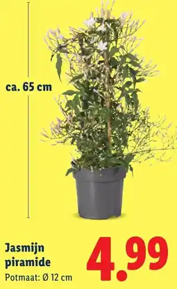 Lidl Jasmijn piramide aanbieding