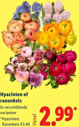 Lidl Hyacinten of ranonkels aanbieding