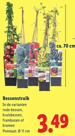 Lidl Bessenstruik aanbieding