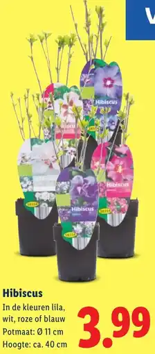 Lidl Hibiscus aanbieding