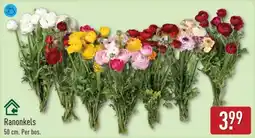 ALDI Ranonkels aanbieding