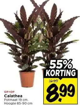 Vomar Voordeelmarkt Calathea aanbieding