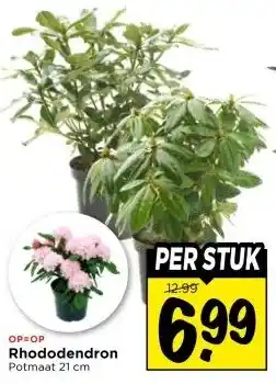 Vomar Voordeelmarkt Rhododendron aanbieding