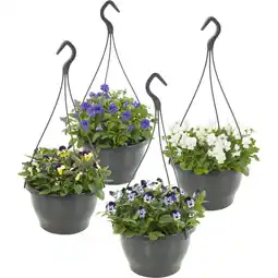 Albert Heijn AH Tuinviolen in hangpot aanbieding