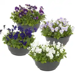 Albert Heijn AH Violenschaal aanbieding