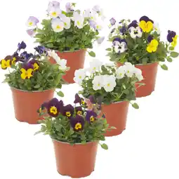 Albert Heijn AH Violen aanbieding