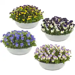 Albert Heijn AH Violen in zinken schaal aanbieding