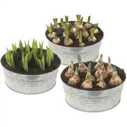 Albert Heijn AH Bollen in zinken schaal aanbieding