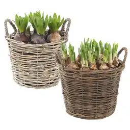 Albert Heijn AH Bollen glasschaal groot aanbieding