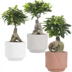 Albert Heijn AH Ficus ginseng in pot aanbieding