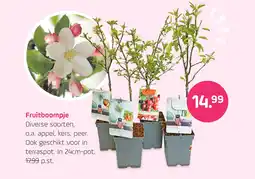 Coppelmans Fruitboompje aanbieding