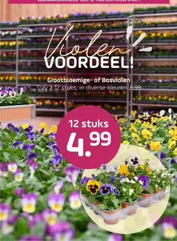 Coppelmans Grootbloemige of Bosviolen aanbieding