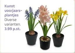 Coppelmans Kunst voorjaars plantjes aanbieding