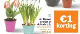 Albert Heijn AH Blauwe druifjes of dubbele tulp aanbieding