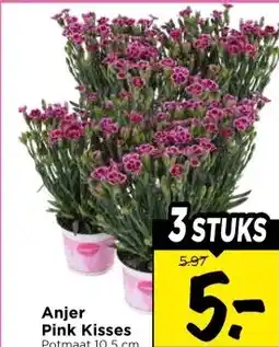 Vomar Voordeelmarkt Anjer Pink Kisses aanbieding