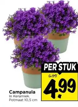 Vomar Voordeelmarkt Campanula aanbieding