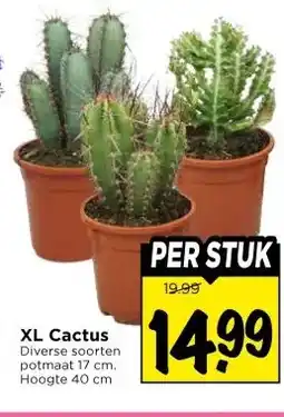 Vomar Voordeelmarkt XL Cactus aanbieding