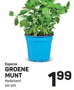 Ekoplaza Especia GROENE MUNT Nederlandper aanbieding