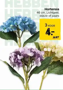 Xenos Hortensia aanbieding