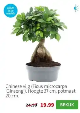 Intratuin Chinese vijg (Ficus microcarpa ‘Ginseng’). Hoogte 37 cm, potmaat 20 cm. aanbieding