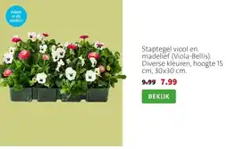 Intratuin Staptegel viool en madelief (Viola-Bellis). Diverse kleuren, hoogte 15 cm, 30x30 cm. aanbieding