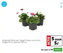 Intratuin Madeliefje (Bellis per. ‘Roggli’). Rood, roze of wit, hoogte 15 cm, potmaat 10,5 cm. aanbieding